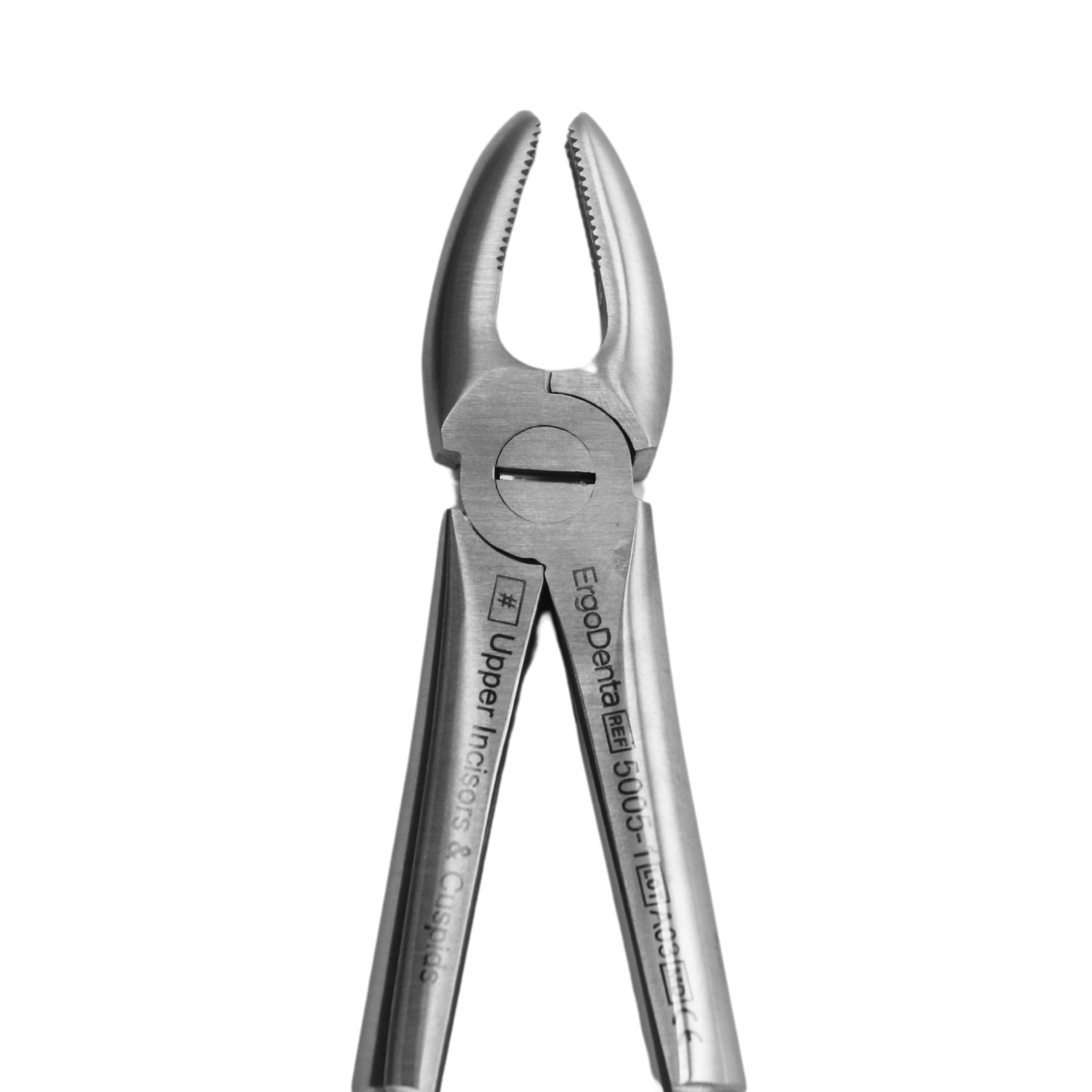 Fig. 1. Upper Incisors And Molars - 4