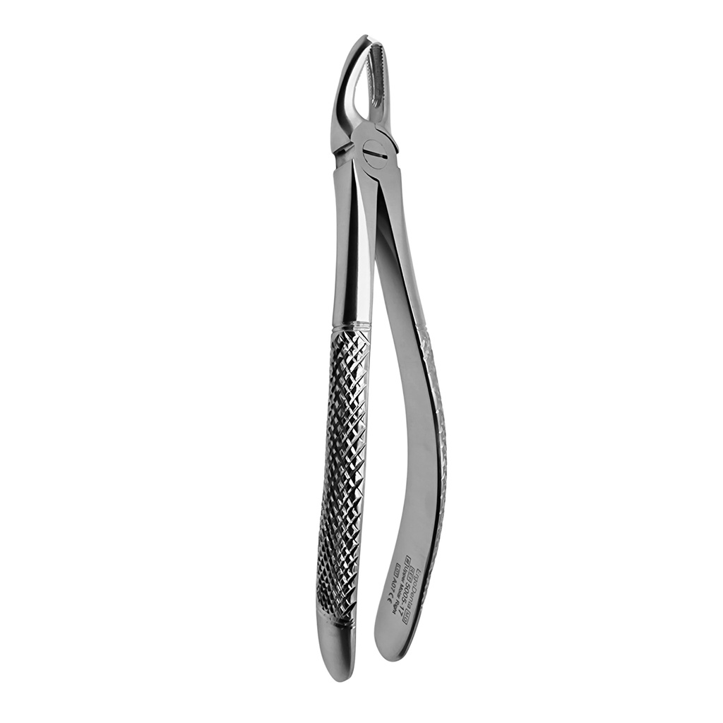Fig. 17. Upper Molars, Right