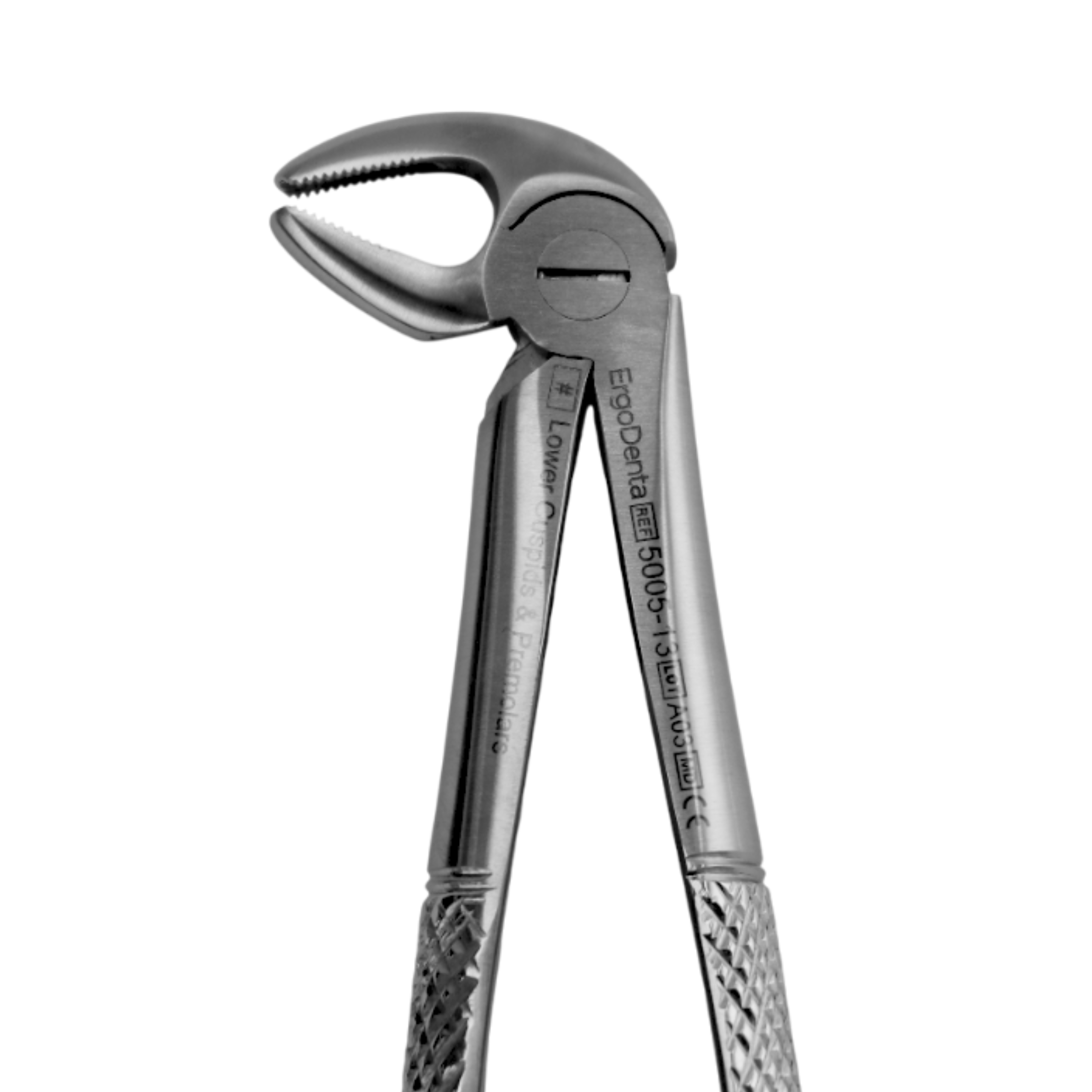 Fig. 13. Lower Cuspids And Premolars - 3