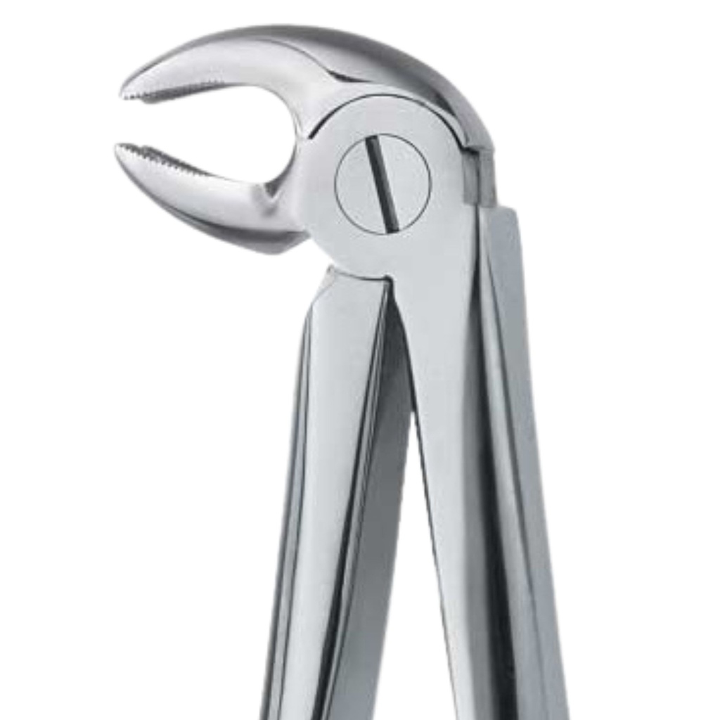 Fig. 23. Lower Molars, Right