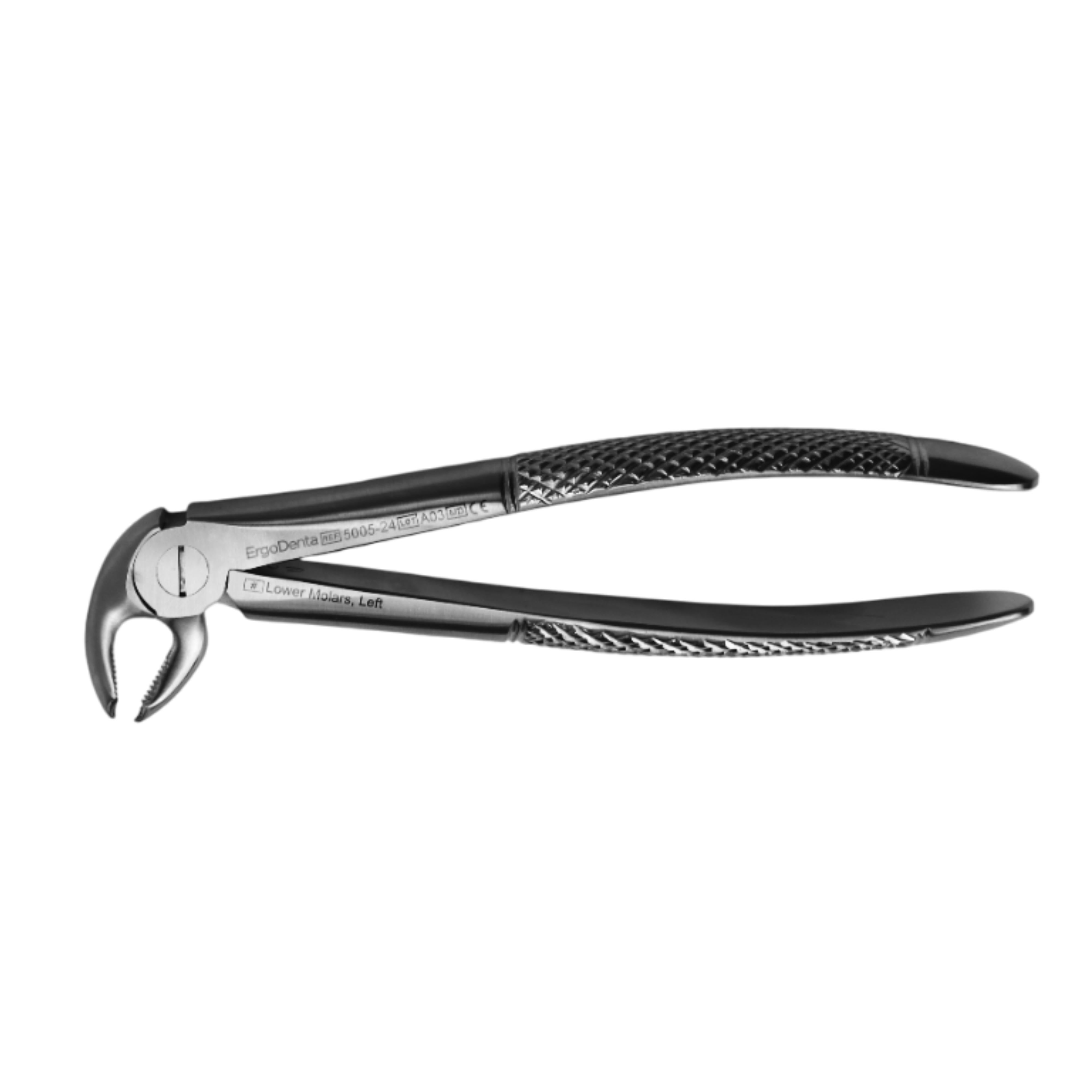 Fig. 24. Lower Molars, Left - 2