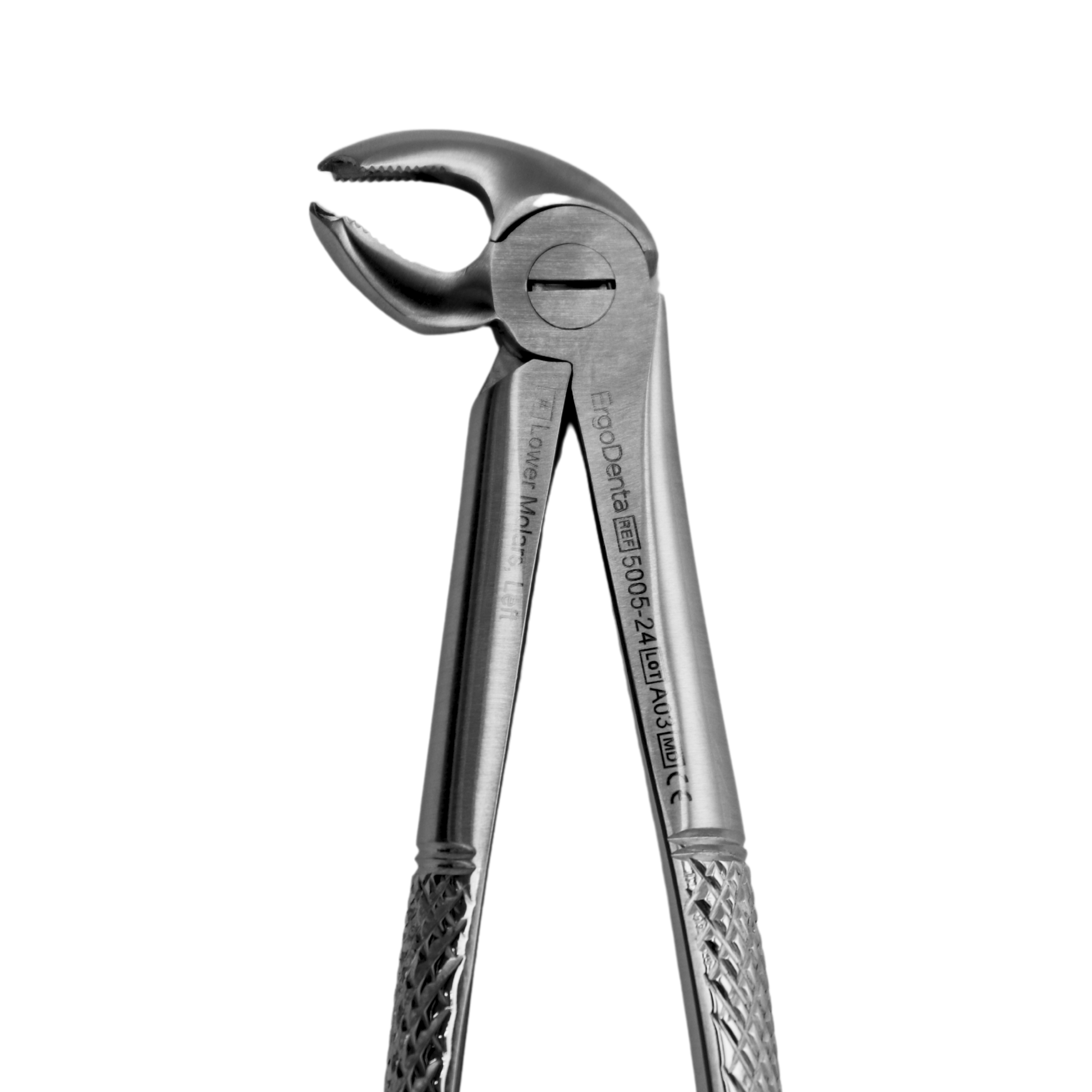 Fig. 24. Lower Molars, Left - 3
