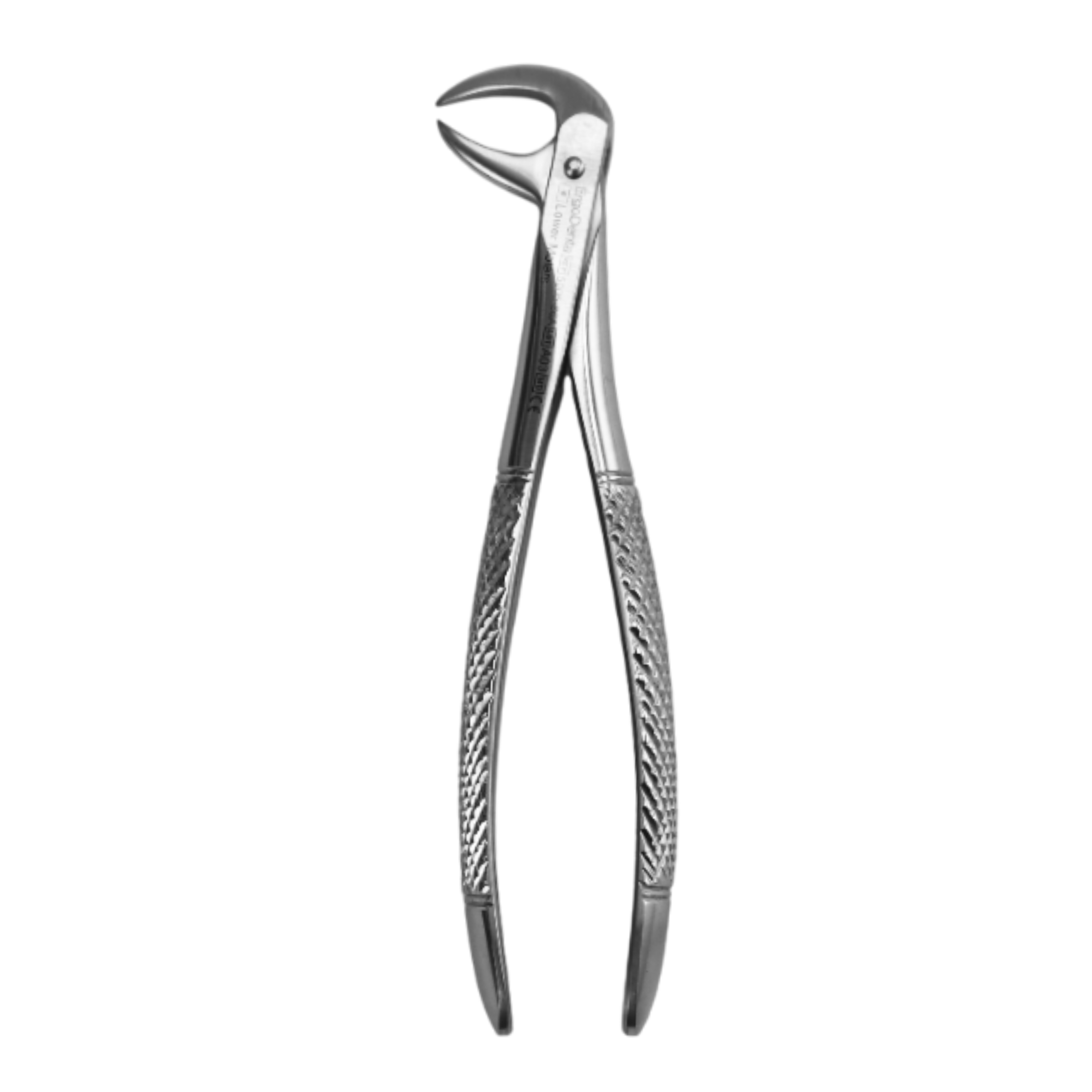Fig. 86A. Lower Molars