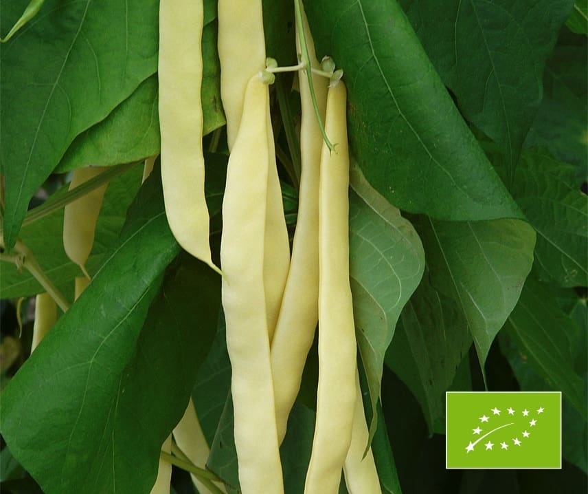 Haricot Verts  Golden Gate  5 bönor (ekologiska),