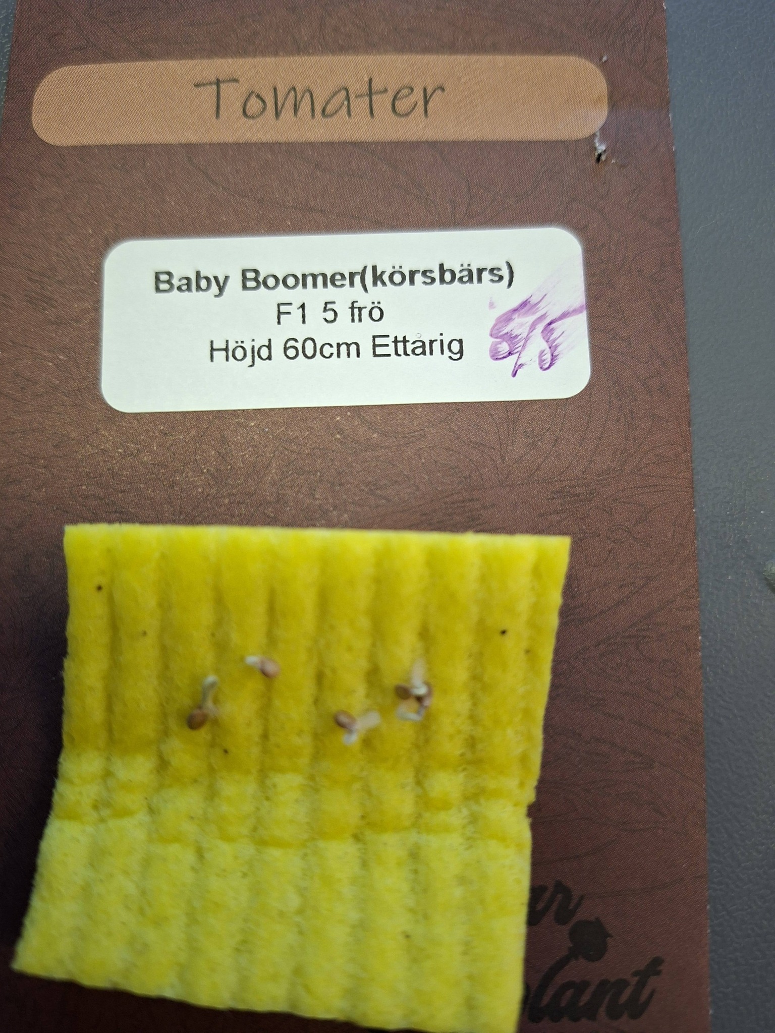 Tomat (körsbärs) Baby Boomer F1 5  frö - 2