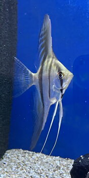 Scalare Santa Isabel (Pterophyllum scalare)