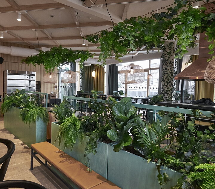 Krukväxter