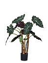 Plantas pequeñas