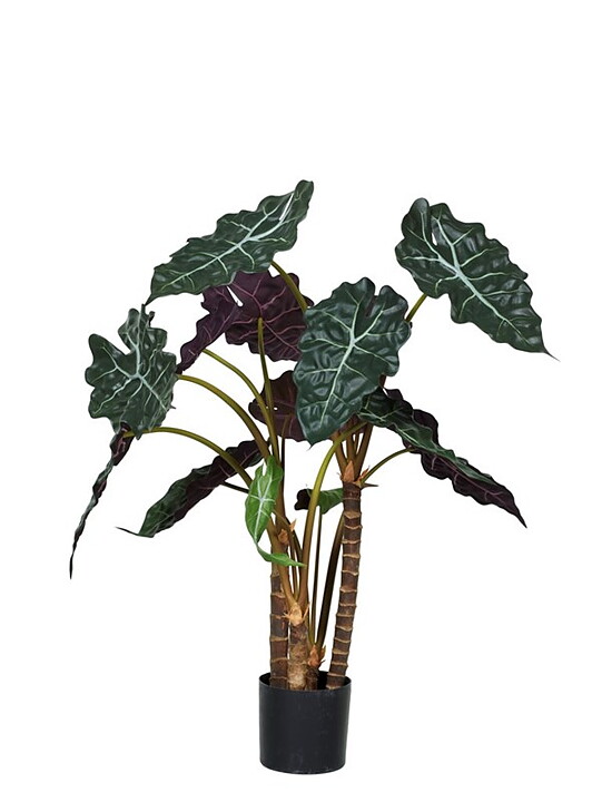 Plantas pequeñas