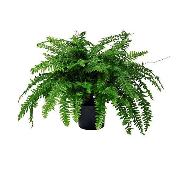 Plantas pequeñas