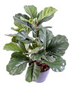 Plantas pequeñas