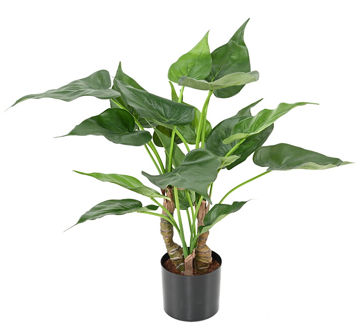 Plantas pequeñas