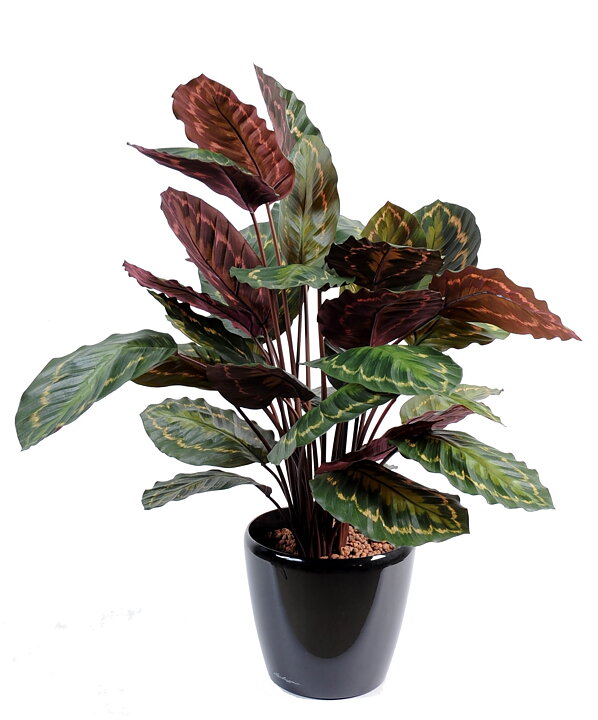 Plantas pequeñas