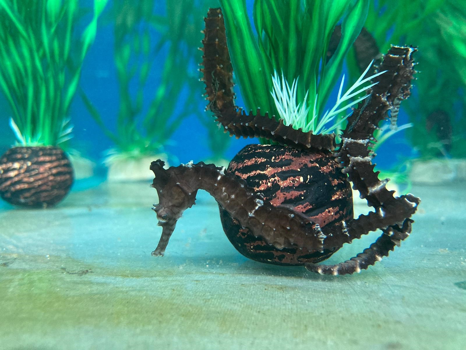 Hippocampus angustus - 2