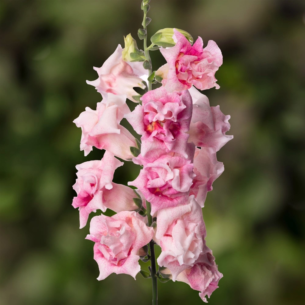 Lejongap 'Sweet Duet Appleblossom' F1