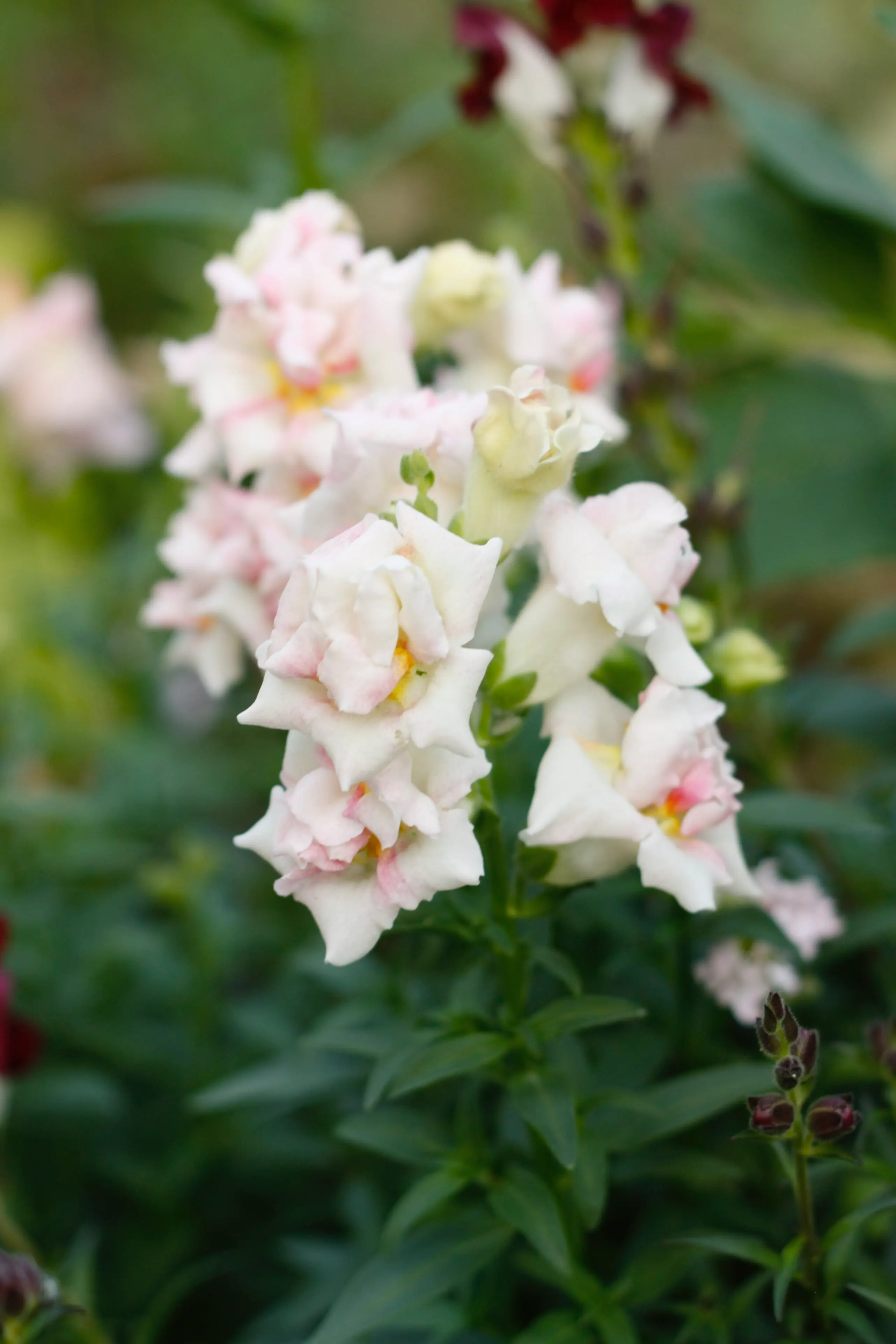 Lejongap 'Sweet Duet Appleblossom' F1