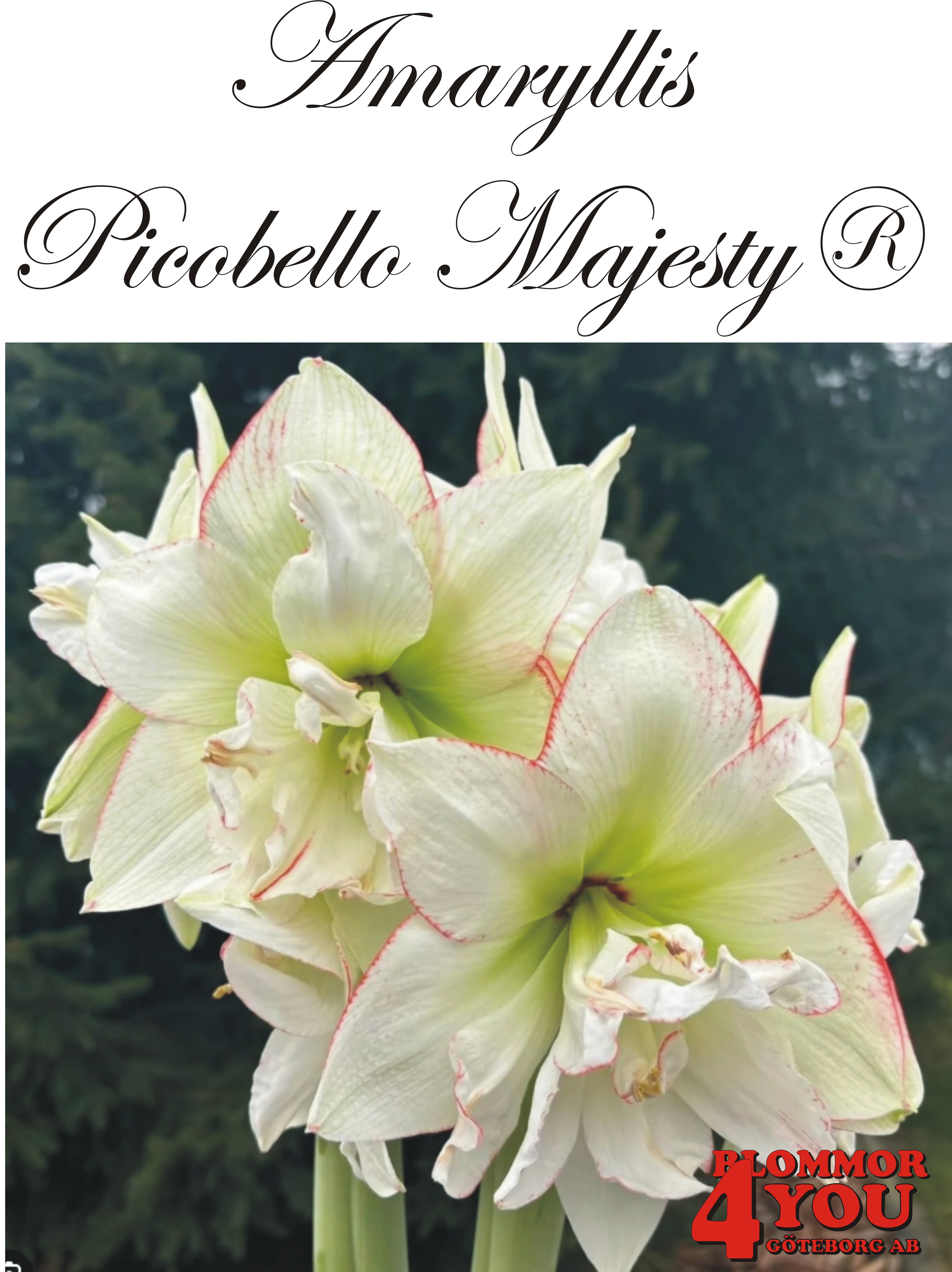 Amaryllis  Picobello Majesty®    Lökstorlek: *30/32