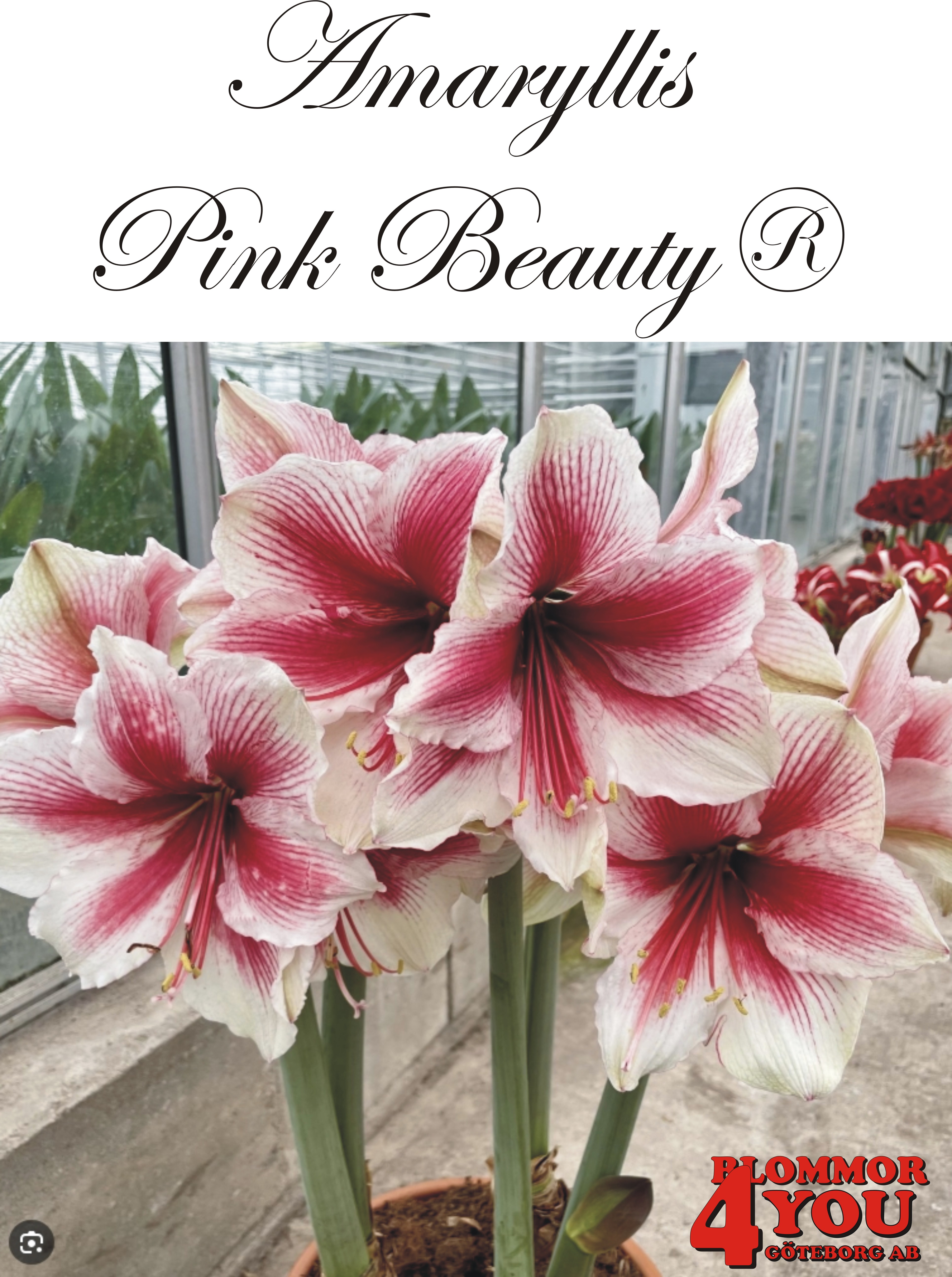 Amaryllis  Pink Beauty®     Lökstorlek: *30/32