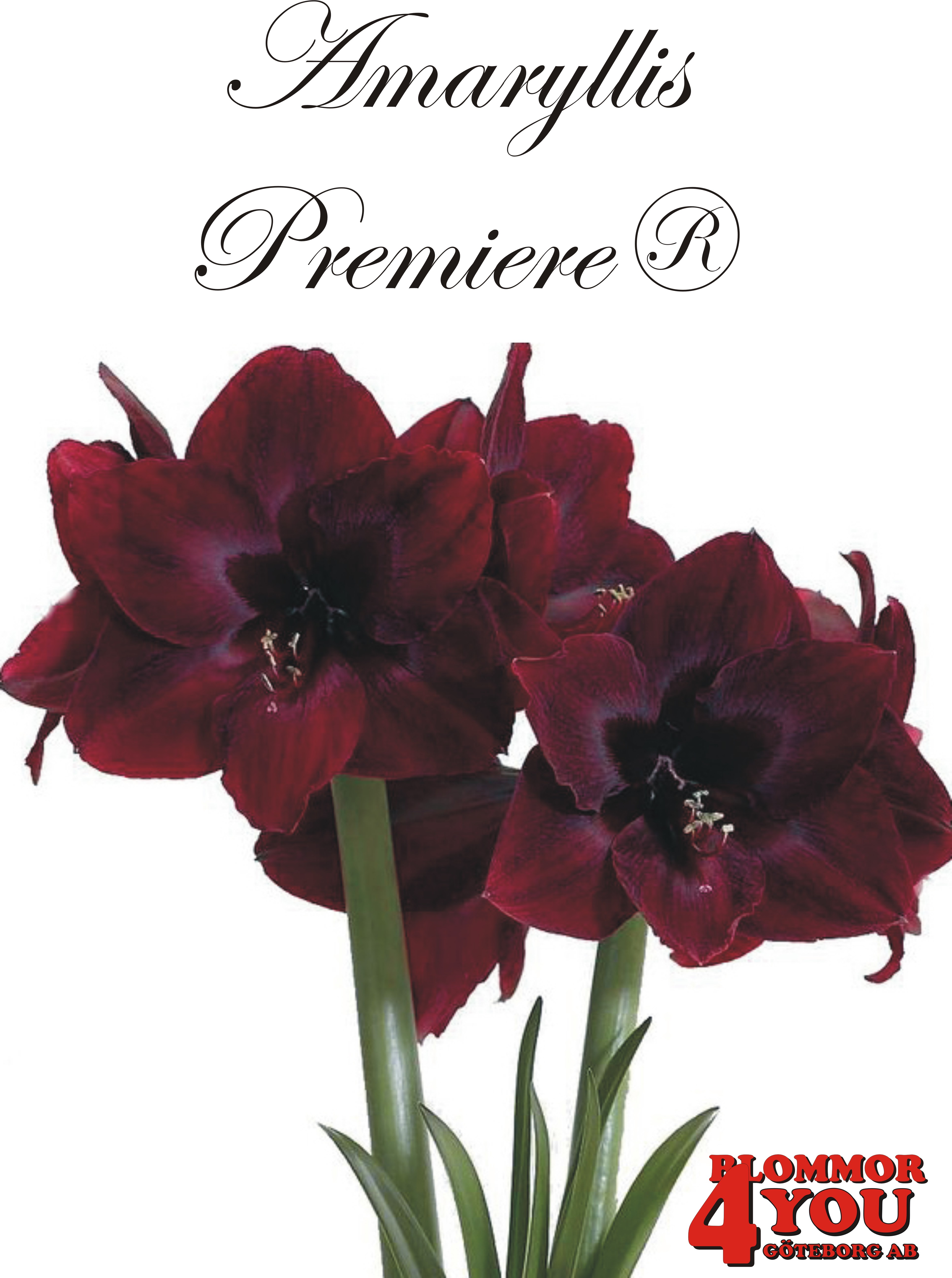Amaryllis  Premiere®     Lökstorlek: 30/32