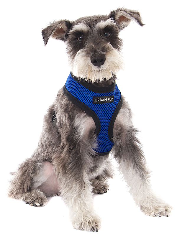 Urban Pup Royal Blue Soft Sele Blå/Svart - 2
