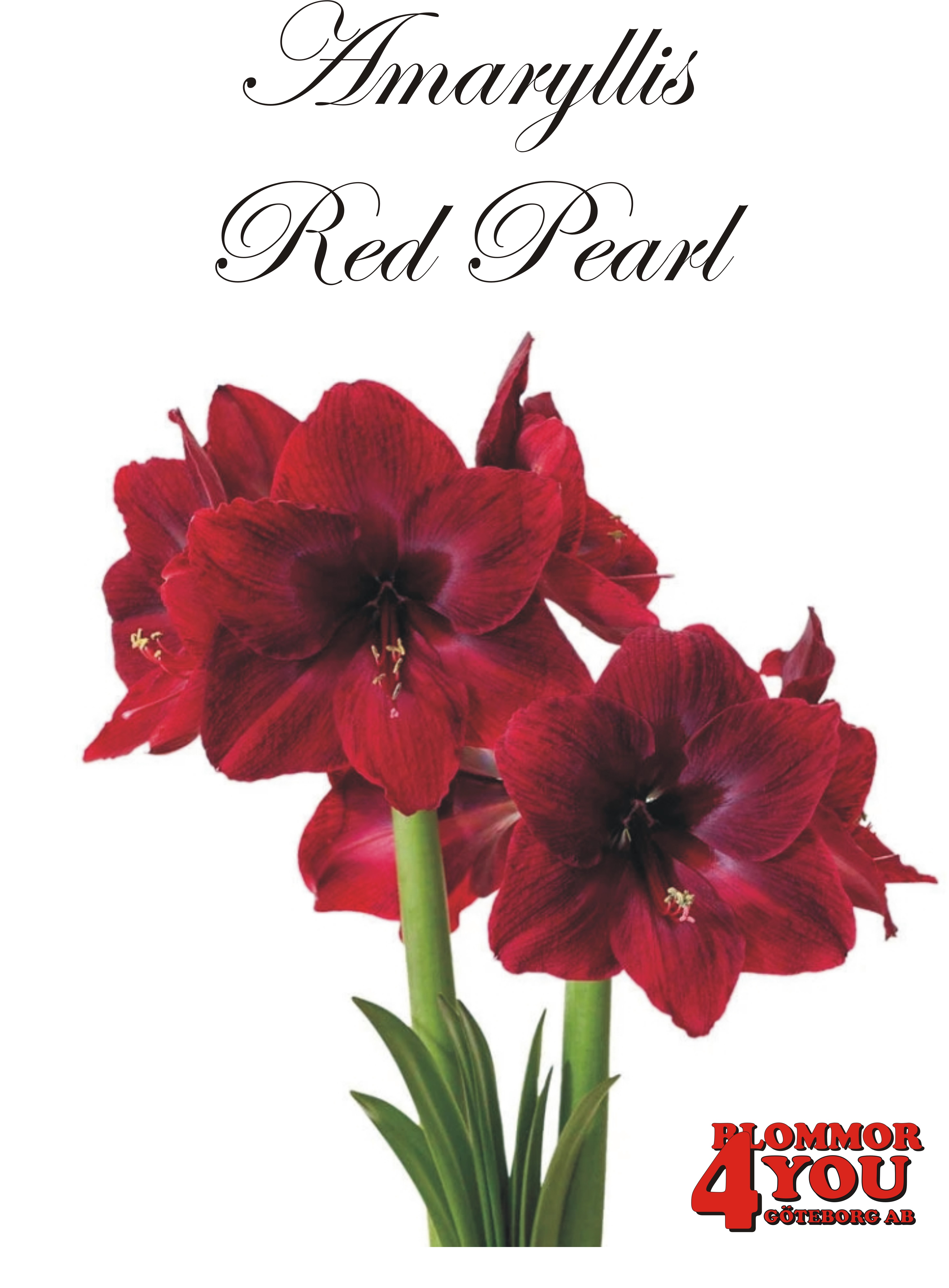 Amaryllis  Red Pearl  Lökstorlek: *30/32