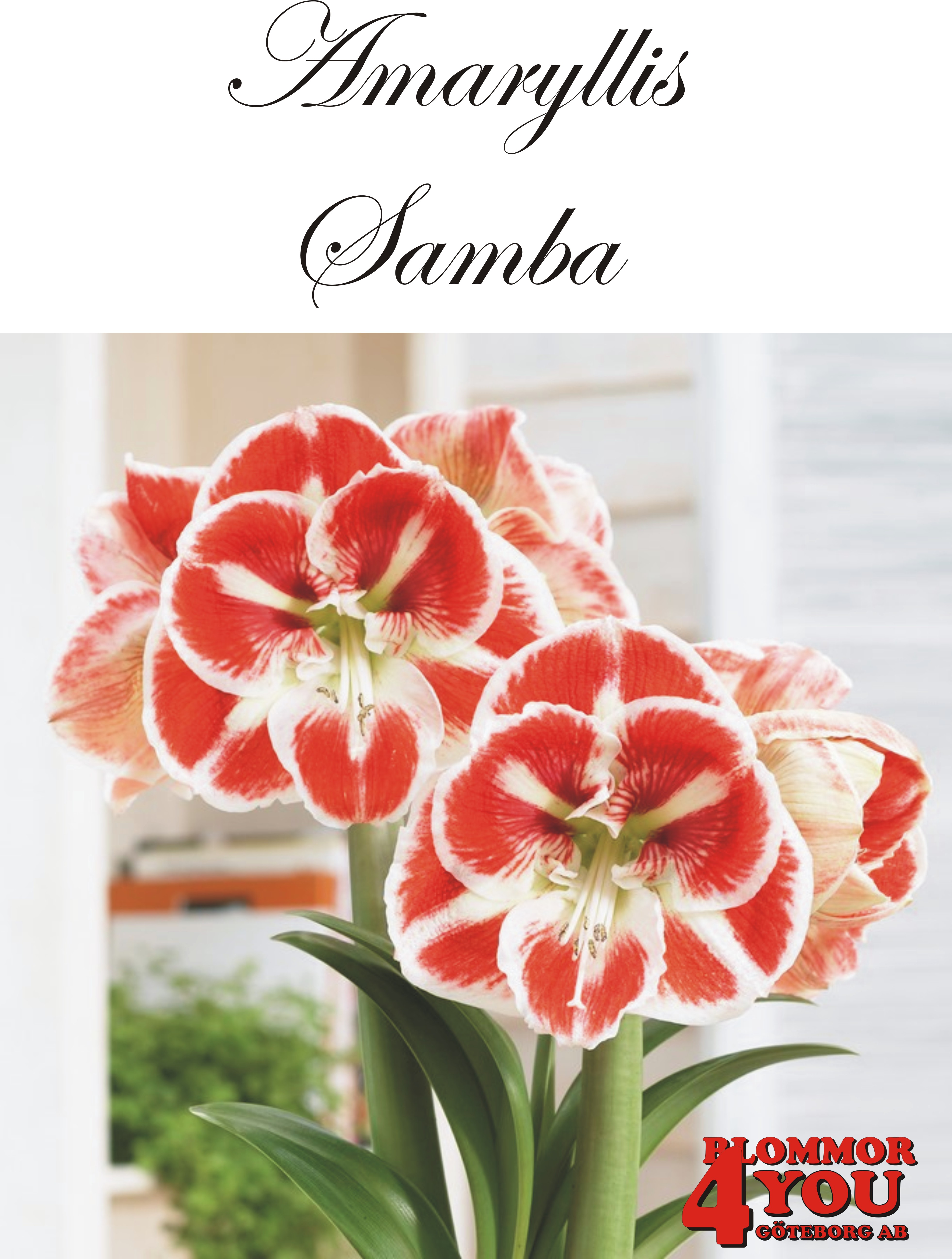 Amaryllis  Samba  Lökstorlek: *30/32