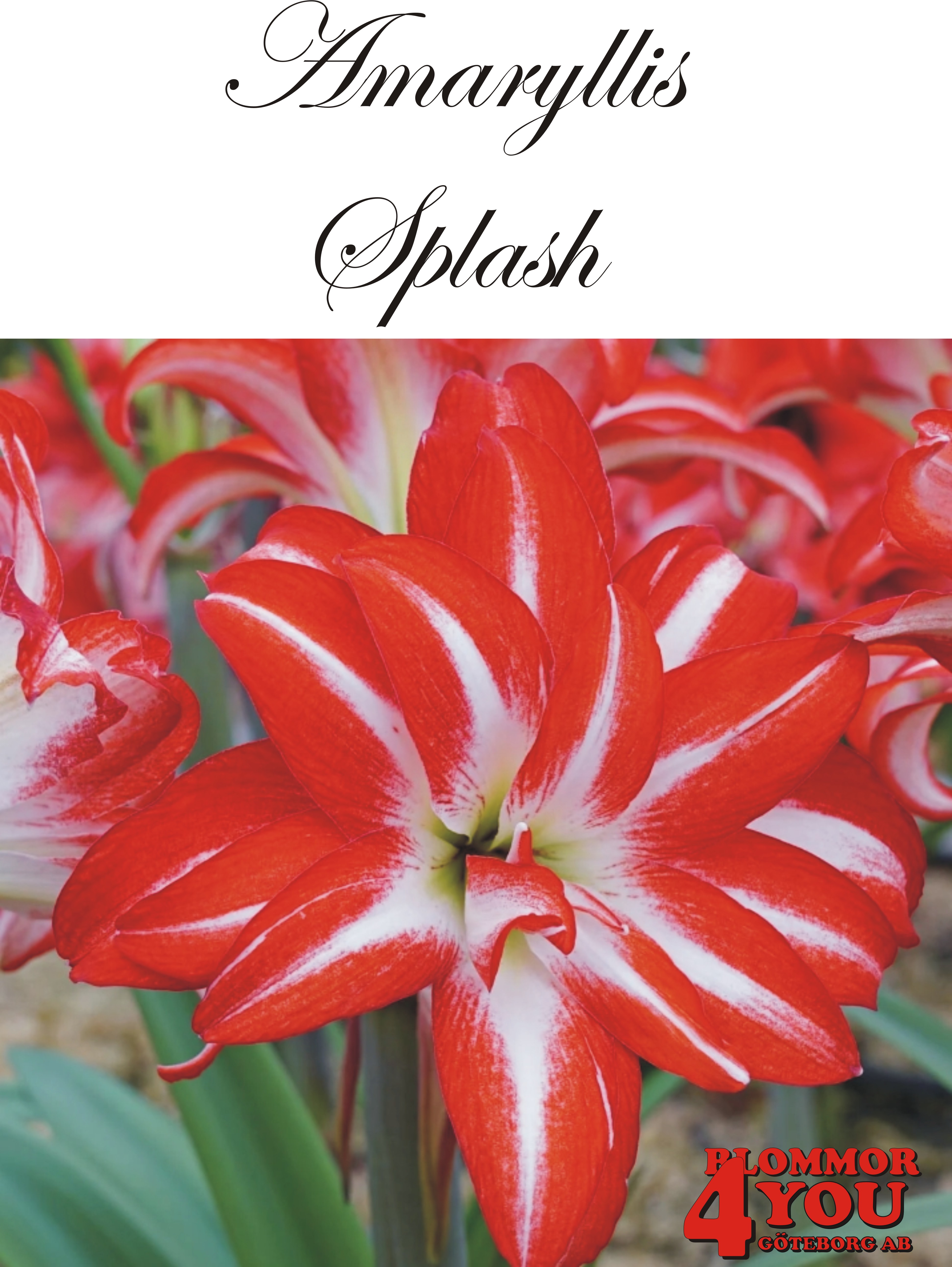 Amaryllis  Splash  Lökstorlek: *30/32
