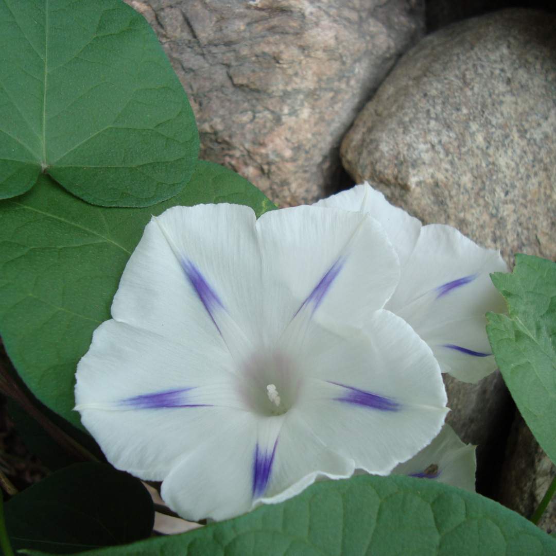 Purpurvinda - Milky Way