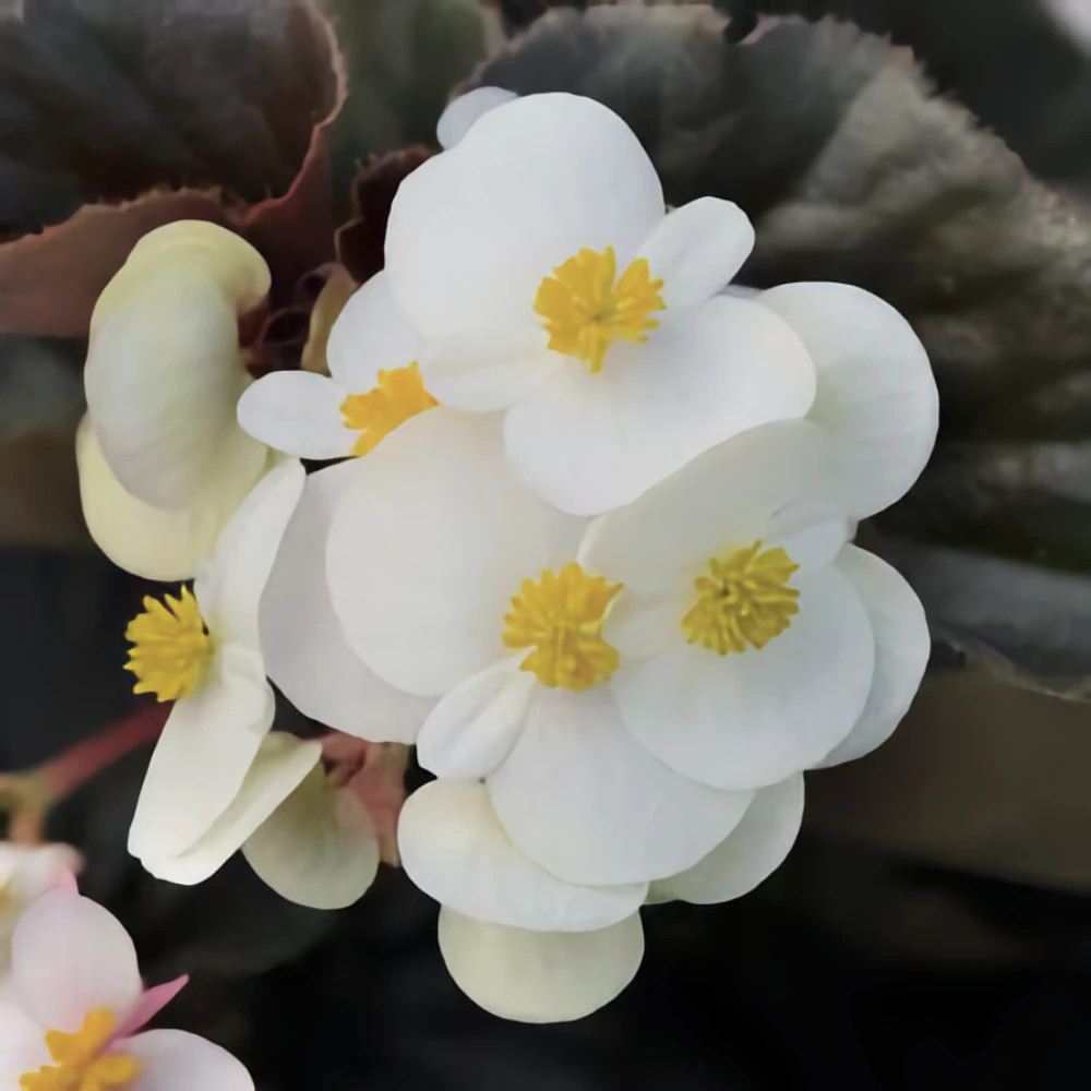 Sommarbegonia 'Eureka Bronze White'