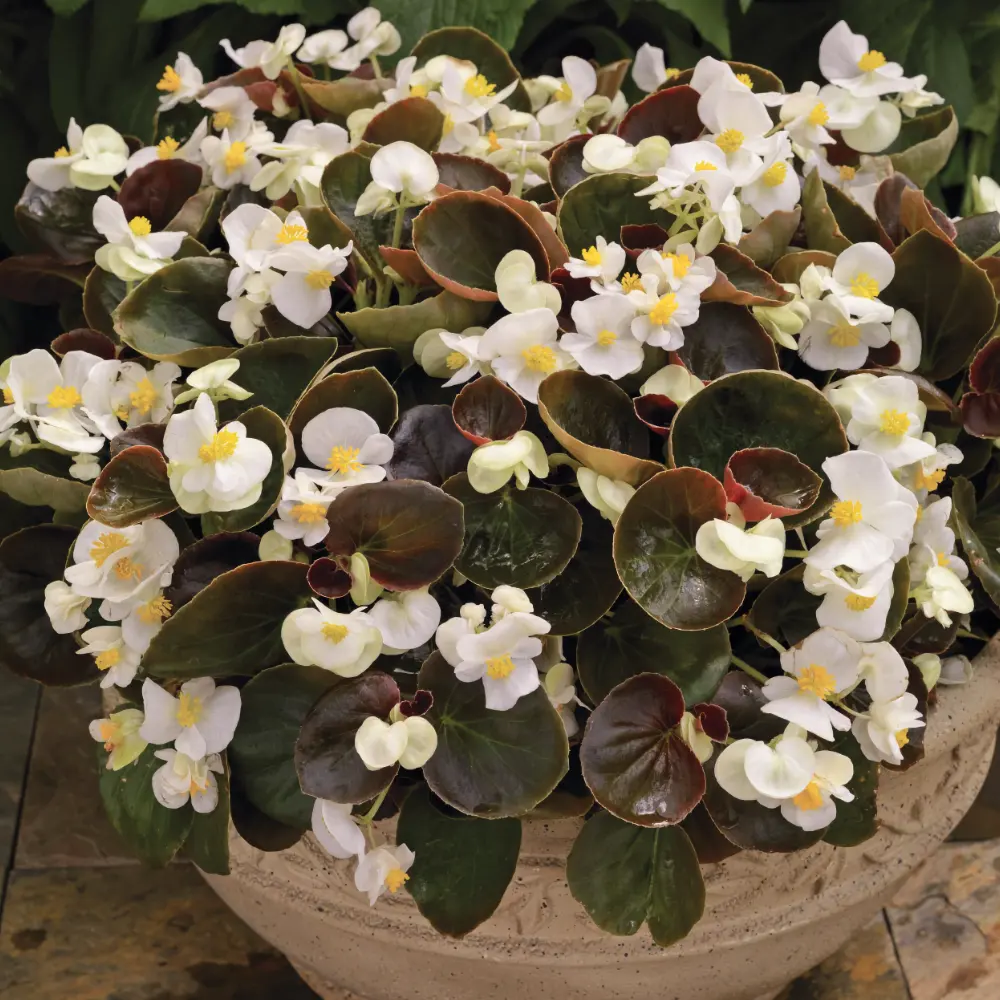 Sommarbegonia 'Eureka Bronze White'