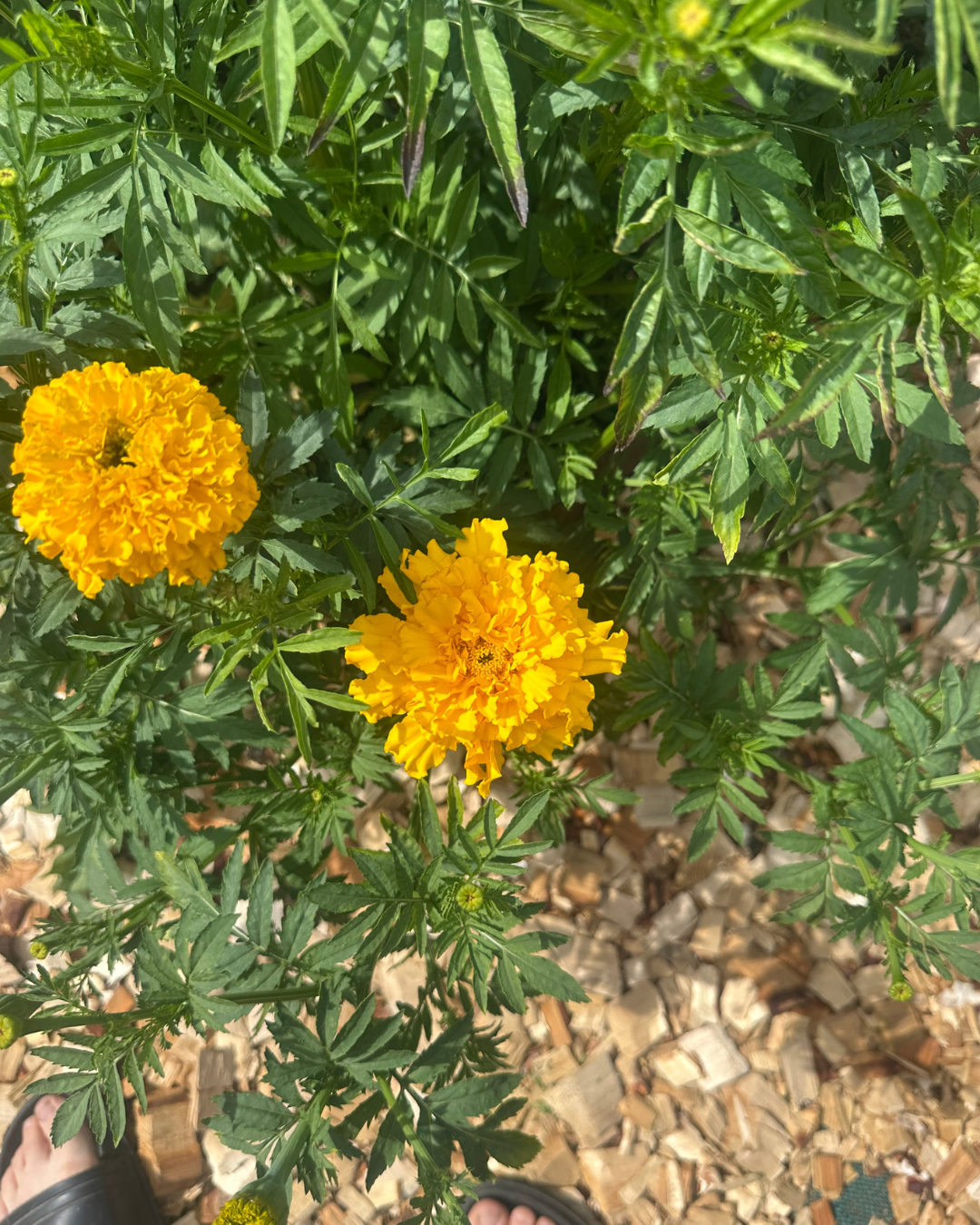 Ekologisk Tagetes - Nematod Mix