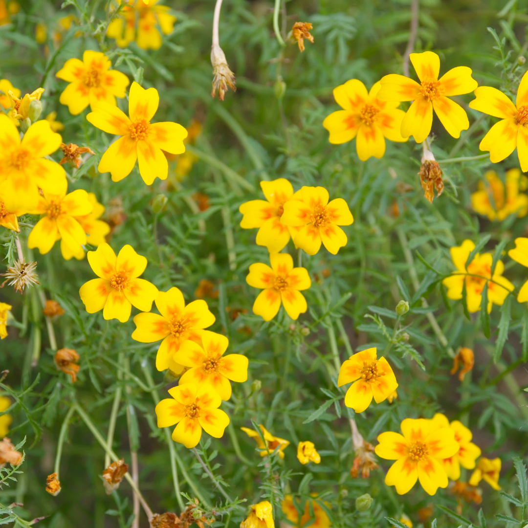 Ekologisk Tagetes - Nematod Mix