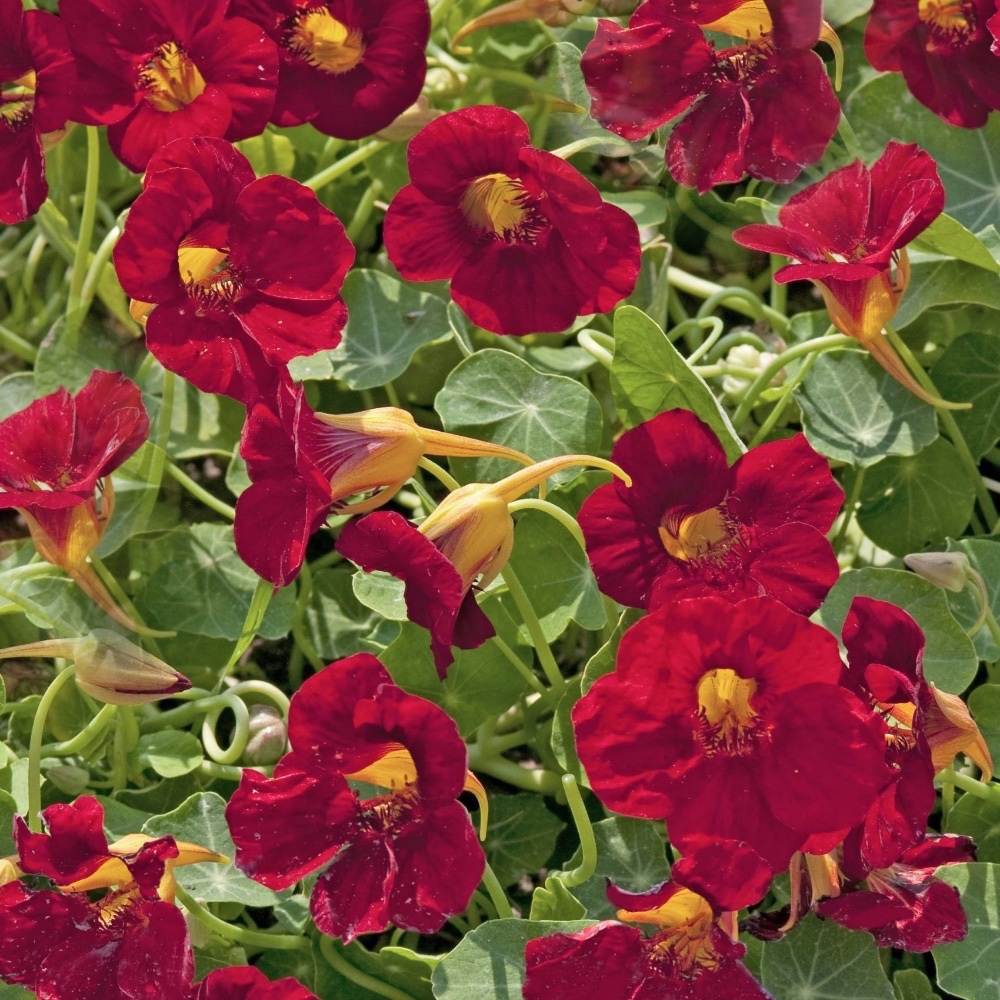 Slingerkrasse 'Crimson Emperor'
