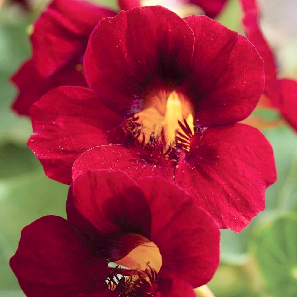 Slingerkrasse 'Crimson Emperor'