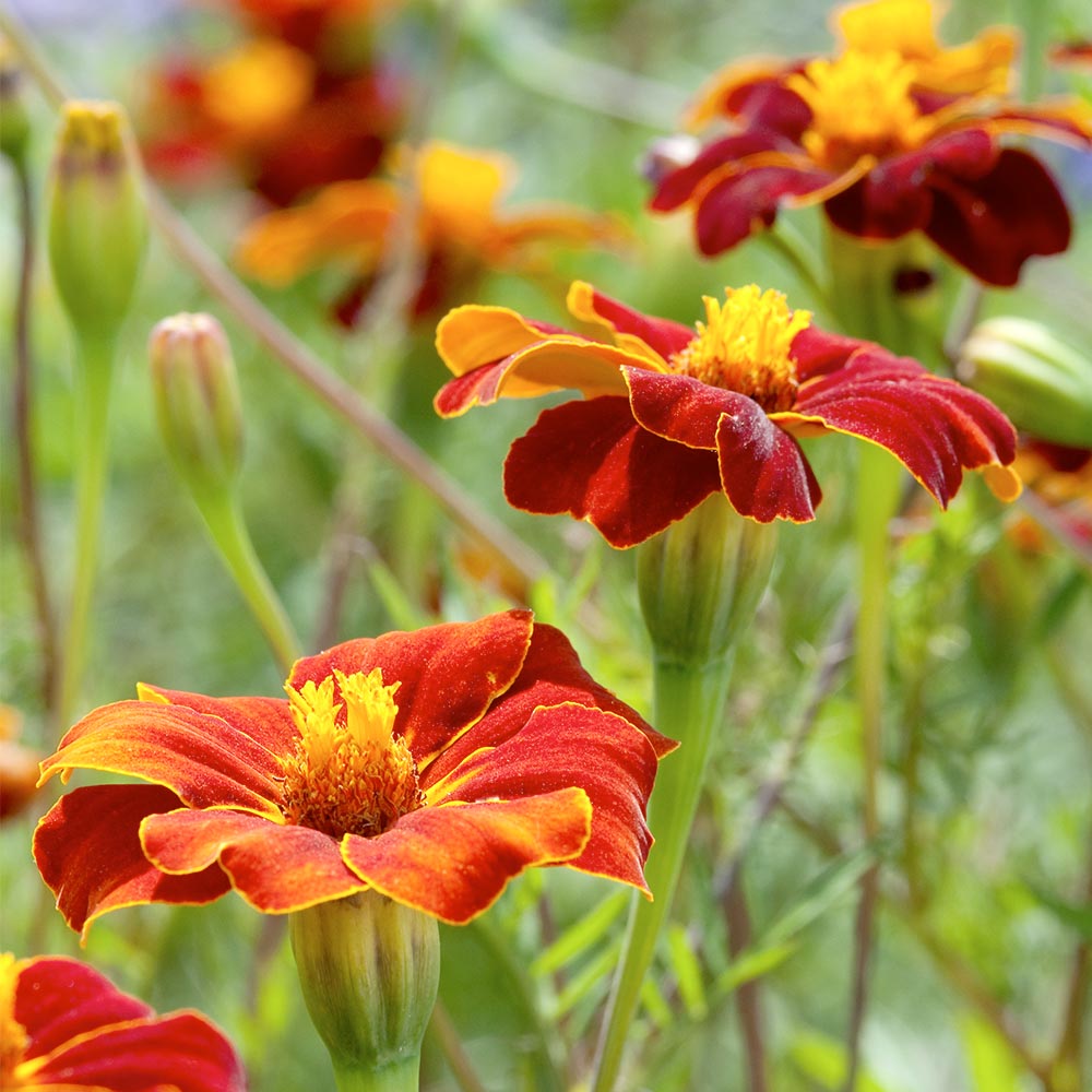 Tagetes 'Burning Embers' - Linnétagetes