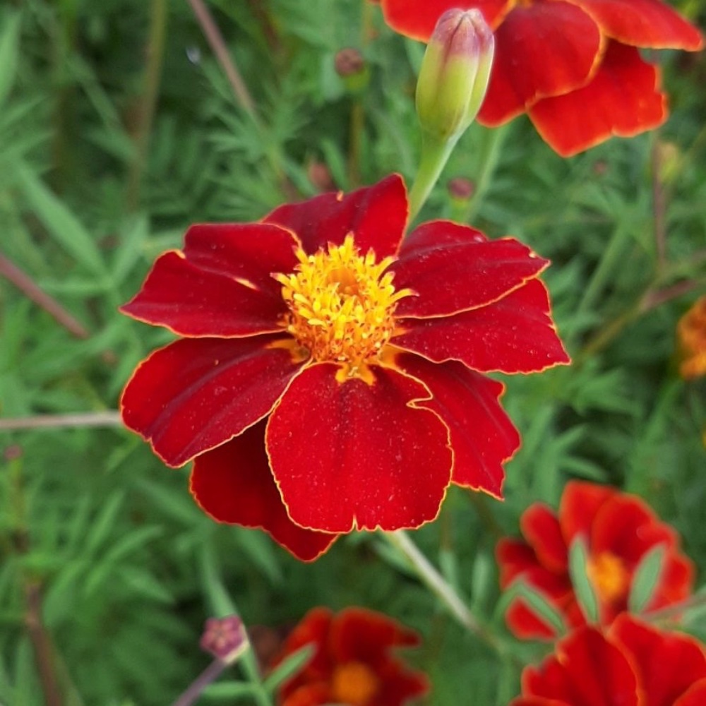 Tagetes 'Burning Embers' - Linnétagetes - 3