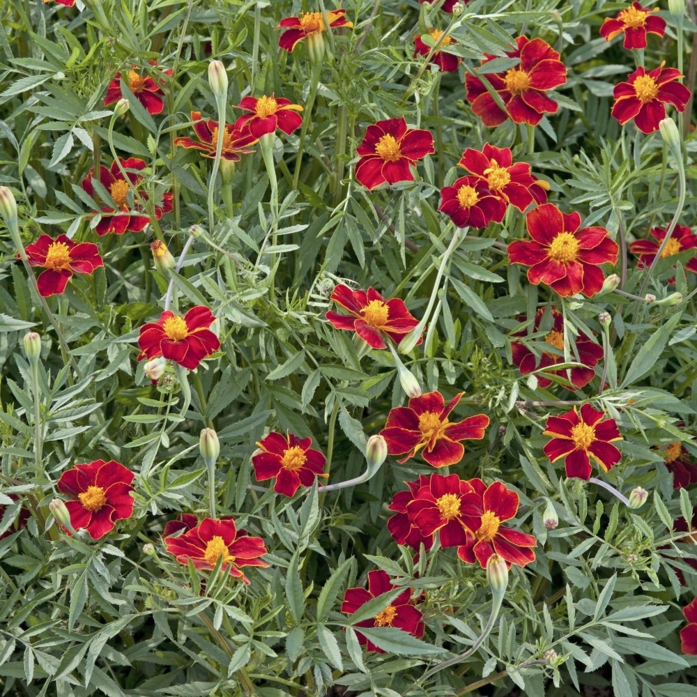 Tagetes 'Burning Embers' - Linnétagetes