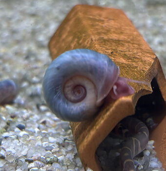 Posthornsnäcka (Planorbella duryi)