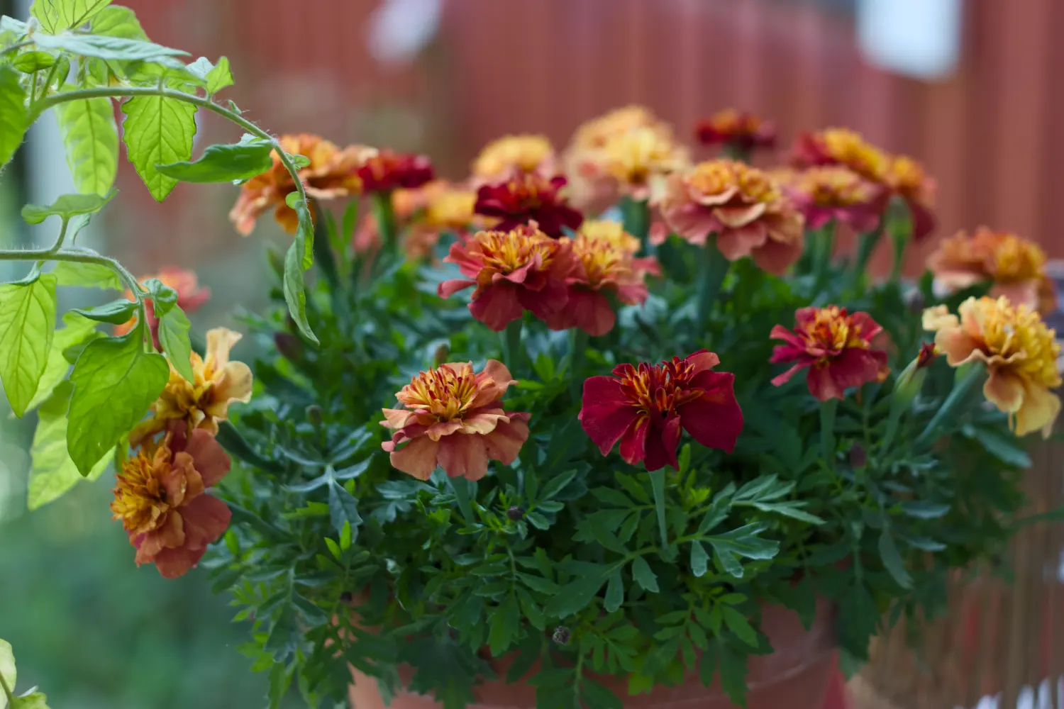 Tagetes 'Strawberry Blonde' - Sammetstagetes
