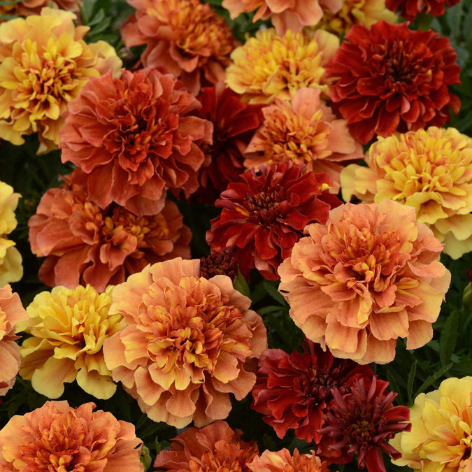 Tagetes 'Strawberry Blonde' - Sammetstagetes