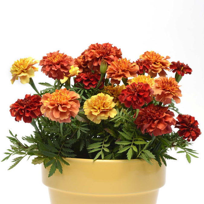 Tagetes 'Strawberry Blonde' - Sammetstagetes