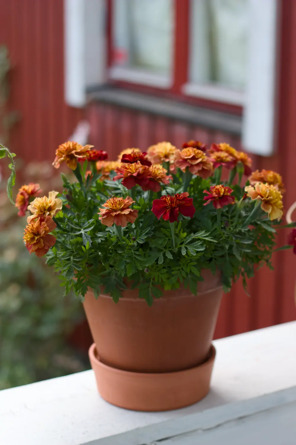 Tagetes 'Strawberry Blonde' - Sammetstagetes