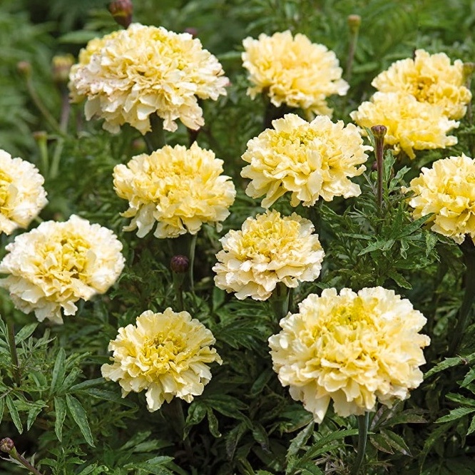 Tagetes 'Sugar & Spice'