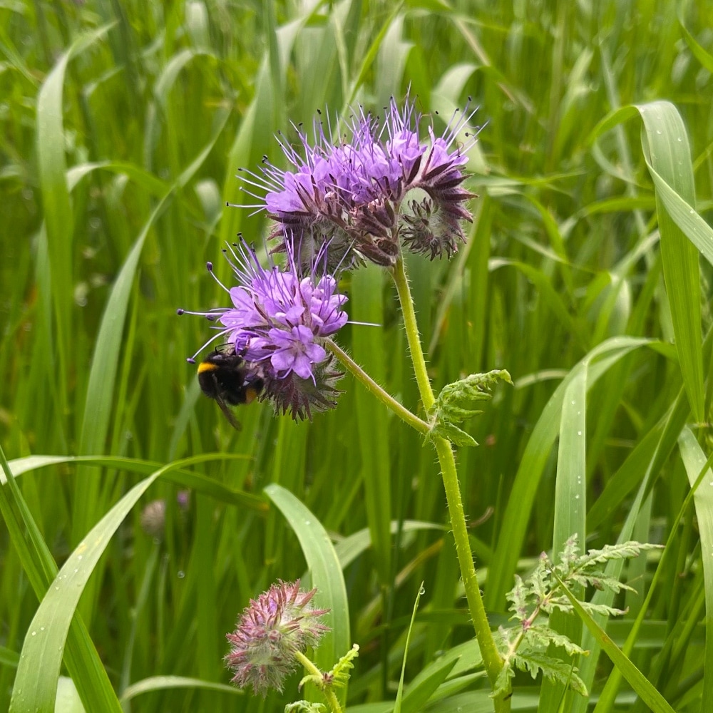 Honungsört - Honungsfacelia