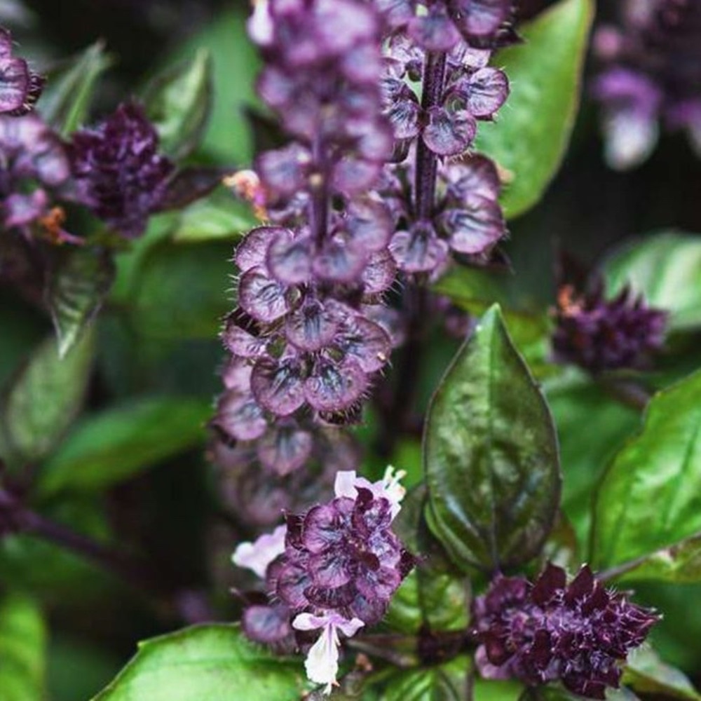 Kanelbasilika 'Cinamonette'