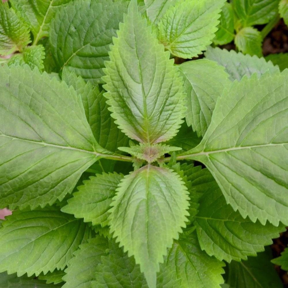 Bladmynta - Grön Shiso