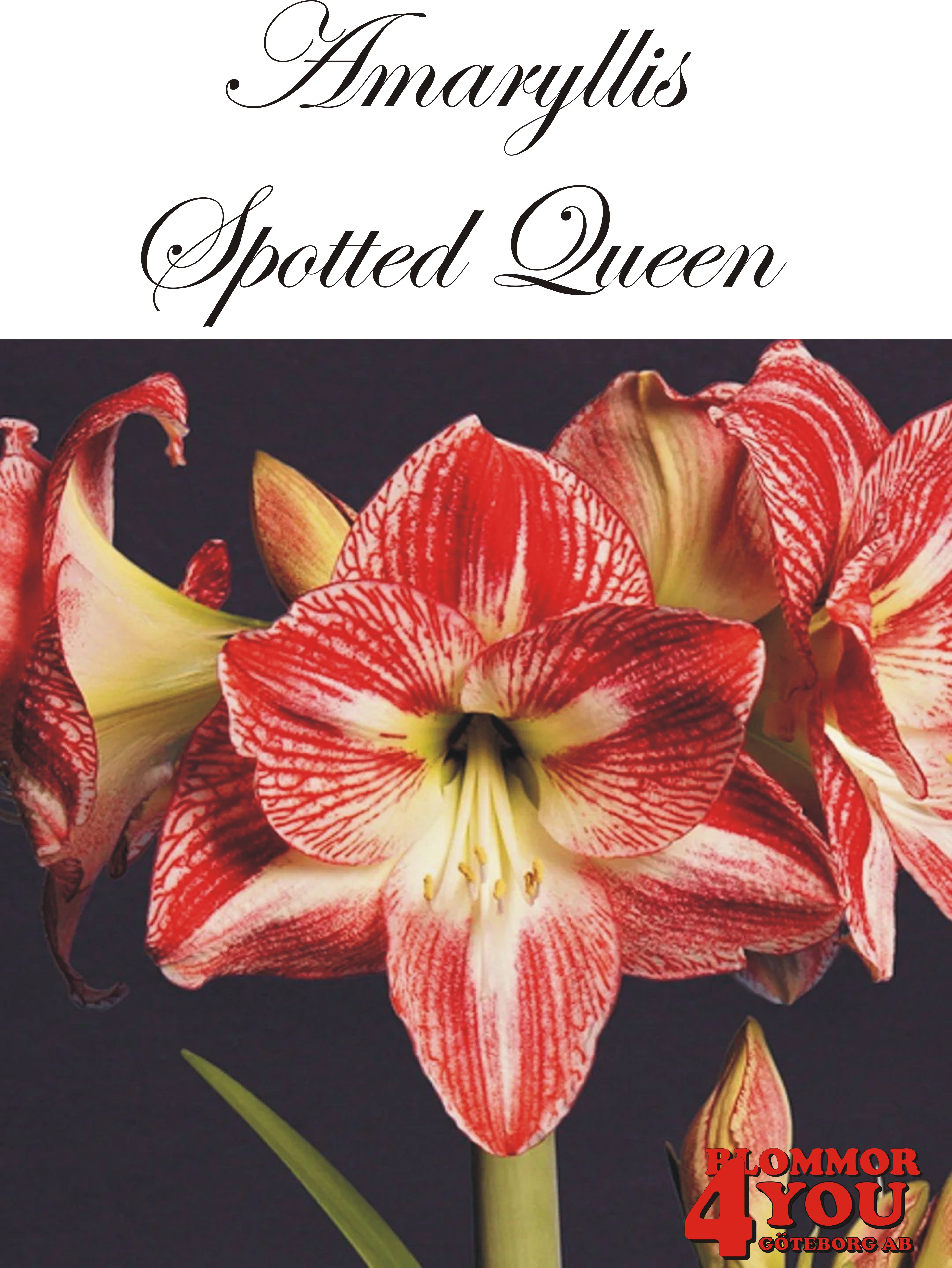 Amaryllis  Spotted Queen    Lökstorlek: *30/32