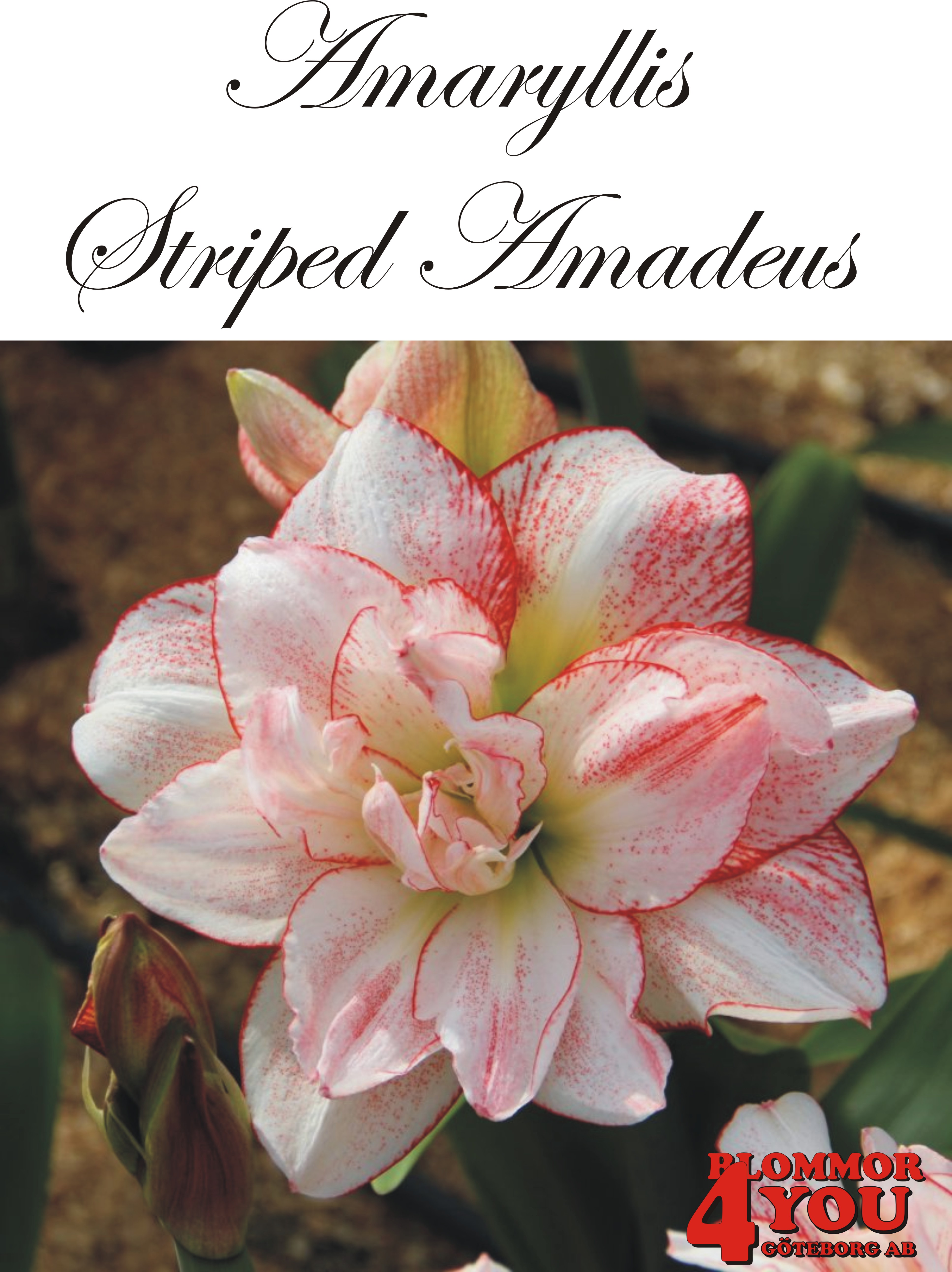 Amaryllis  Striped Amadeus     Lökstorlek: *30/32