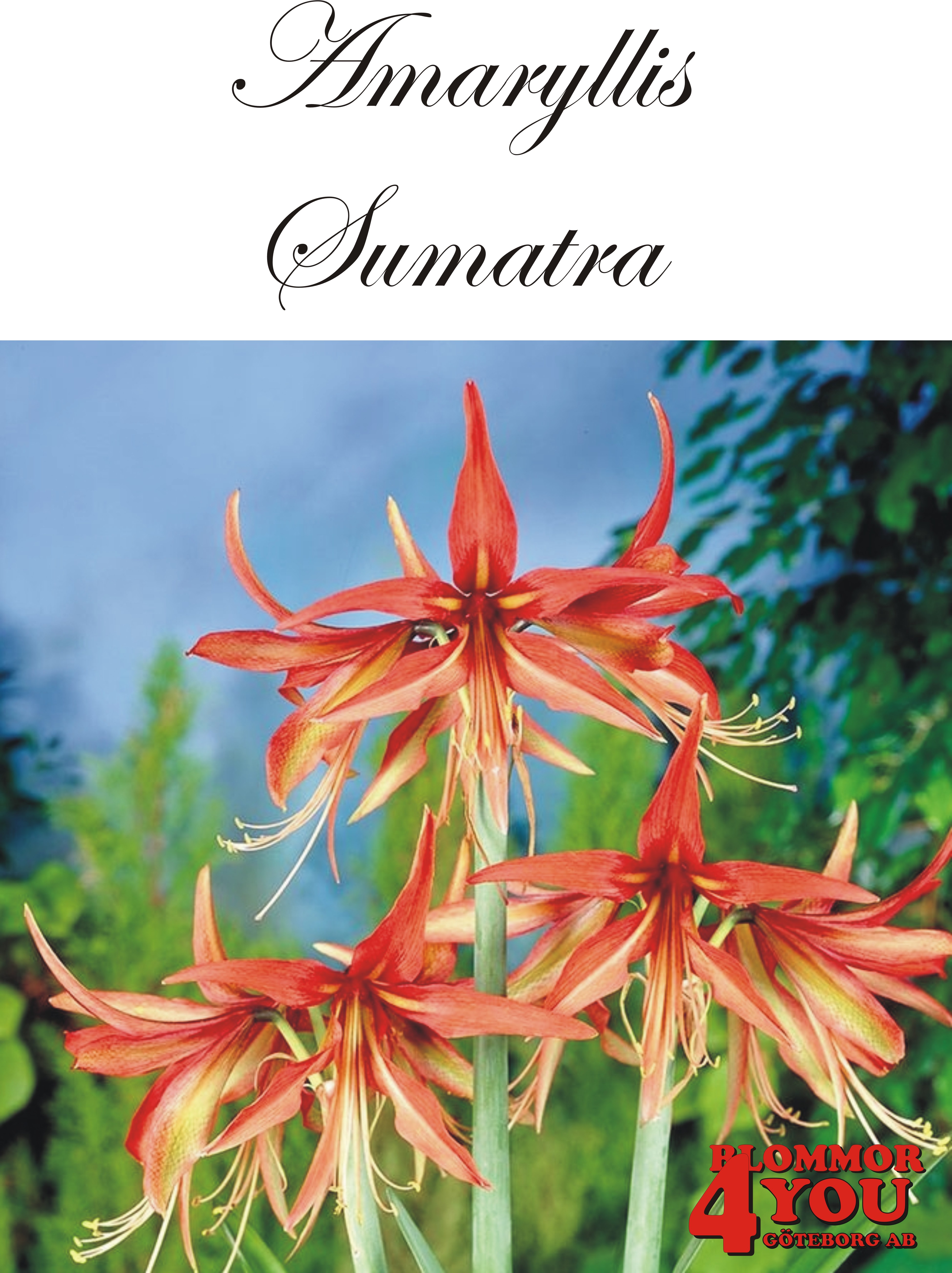 Amaryllis  Sumatra     Lökstorlek: *30/32