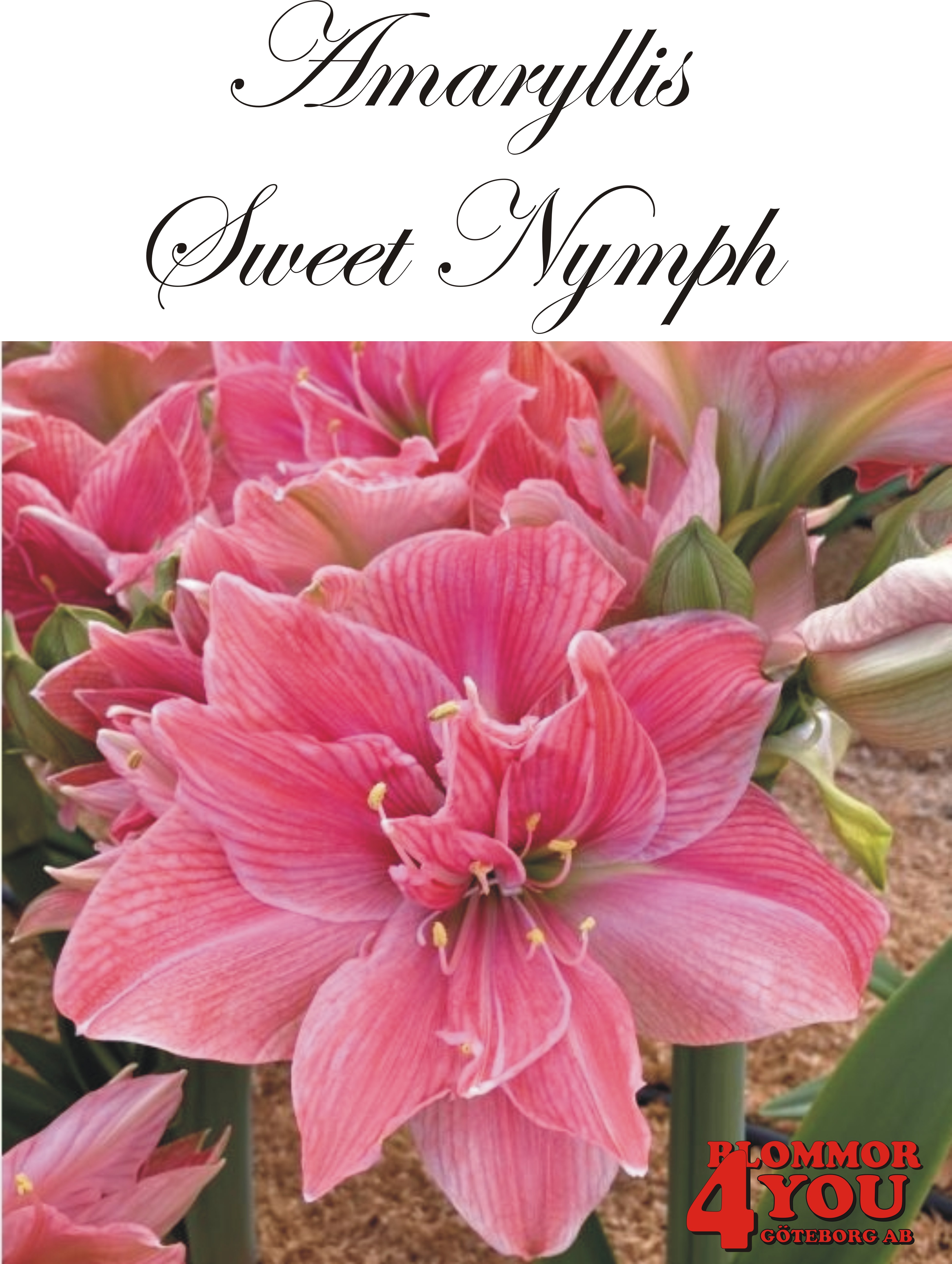 Amaryllis  Sweet Nymph   Lökstorlek: *30/32